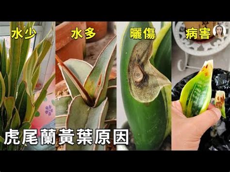 虎尾蘭 葉子變黃|虎尾蘭怎麼救？拯救黃葉虎尾蘭的終極指南 